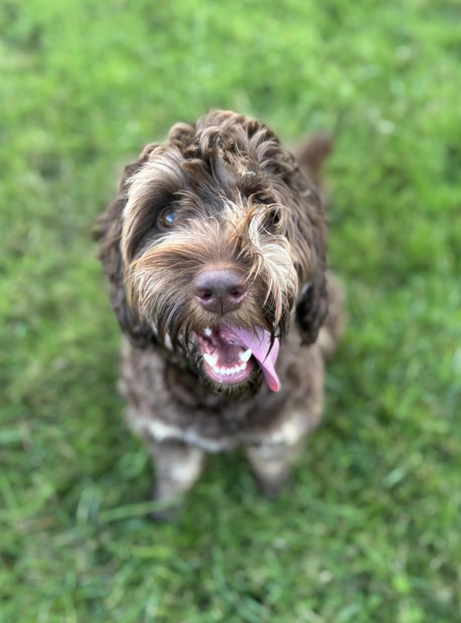 Tofu the Cockapoo